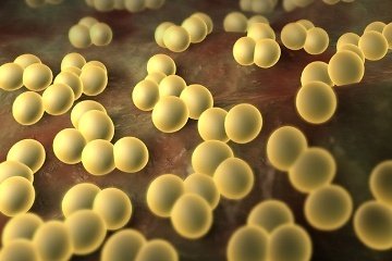 Ферменты бактерий помогают противостоять иммунитету