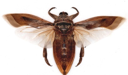 Lethocerus inticus