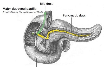 лечение рака фатерова сосочка в израиле
