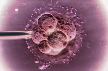 замороженные эмбрионы